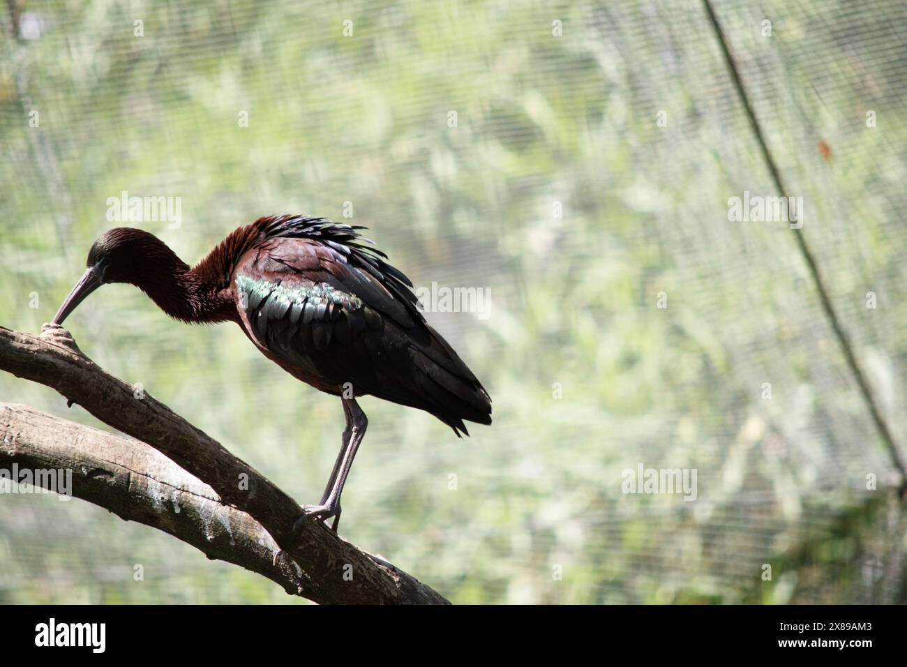 Der glänzende Ibis-Hals ist rötlich-braun und der Körper ist bronzefarben mit einem metallischen schillernden Glanz auf den Flügeln. Stockfoto