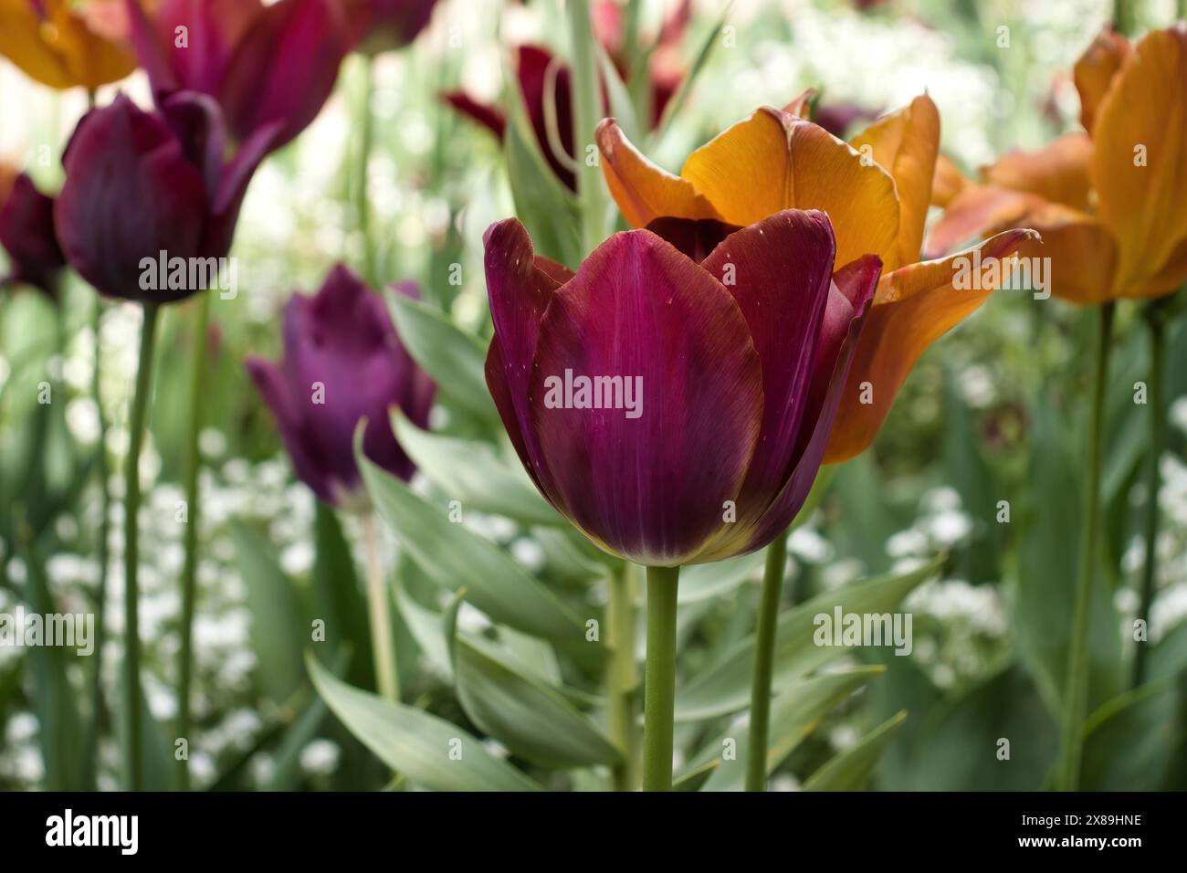 Violette und orangene Tulpen blühen in den Hermannshofgärten in Weinheim Stockfoto