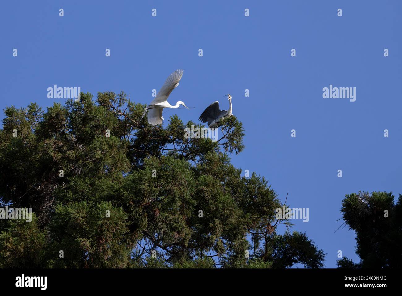 Wilder Reiher und Graureiher bedrohen sich an einem Baum. Stockfoto