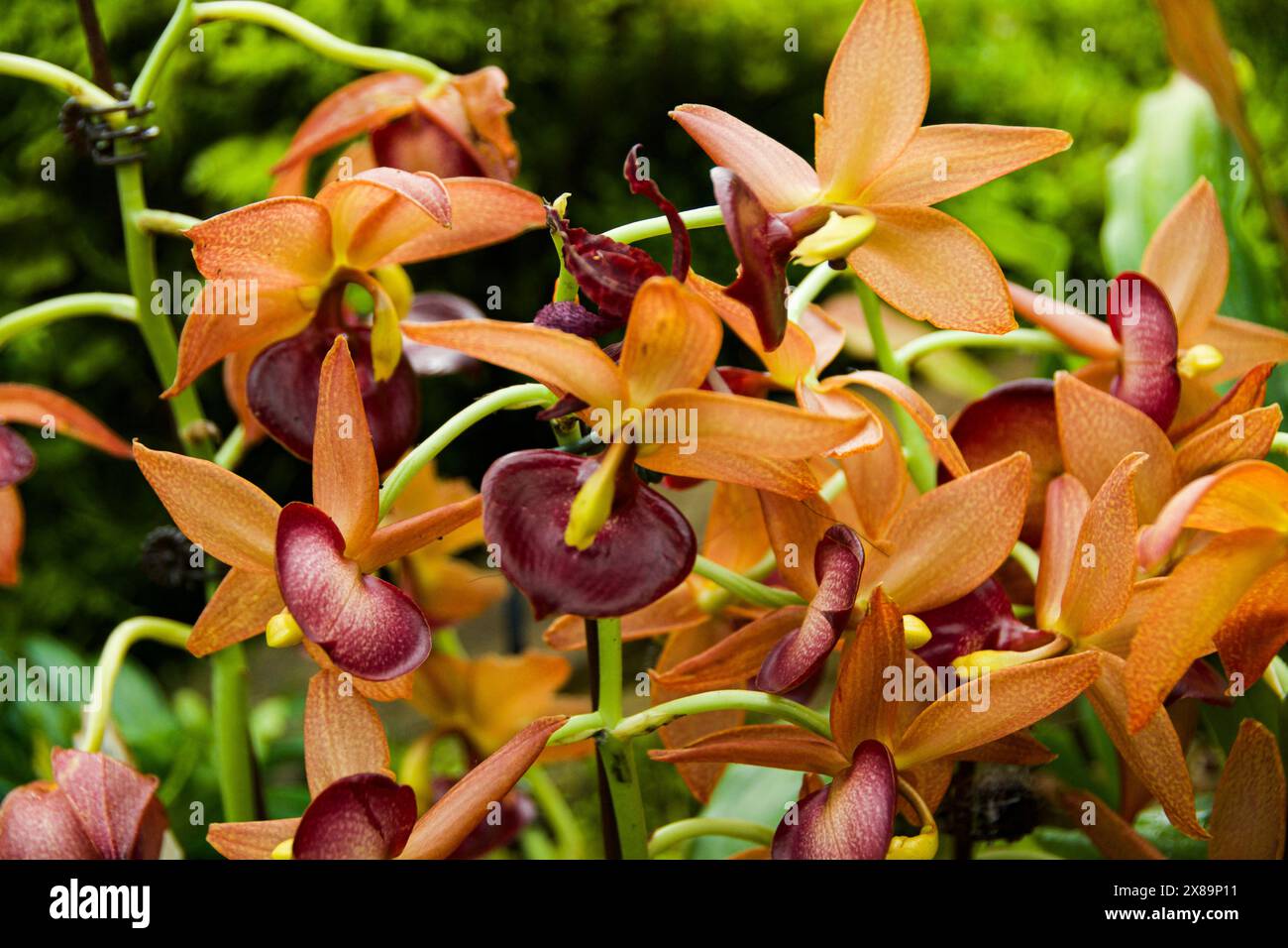Eine wunderschöne Farbtafel und ungewöhnlich geformte Orchideen aus dem Jahr 2024 Stockfoto