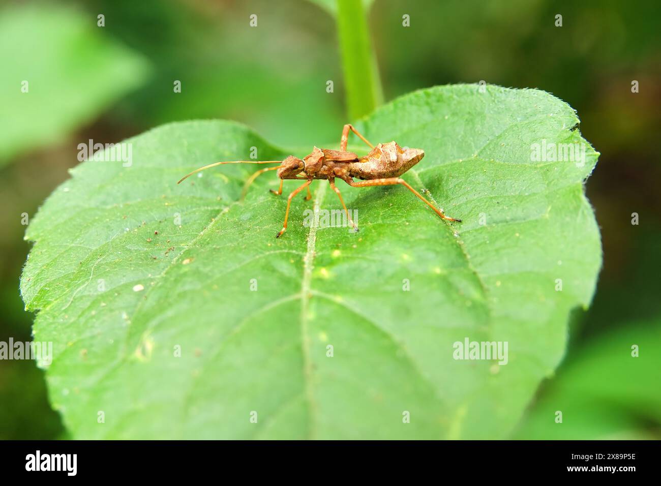 Entdecken Sie die Feinheiten der Natur: Die faszinierende Welt der Riptortus Bugs. Stockfoto