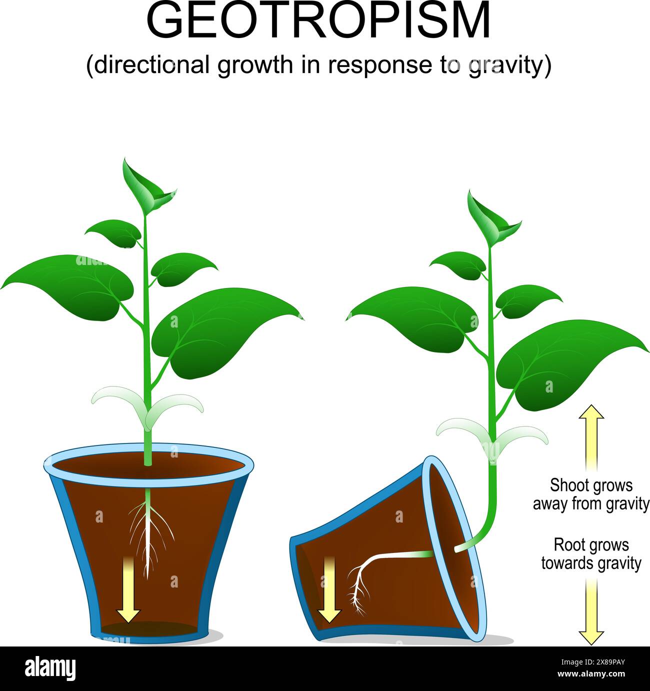 Geotropismus. Direktionales Wachstum der Pflanze als Reaktion auf die Schwerkraft. Shoot Grows weg von der Schwerkraft. Die Wurzel wächst in Richtung Schwerkraft. Anlagenausrichtung. Vektor i Stock Vektor