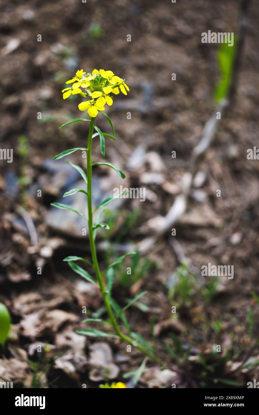 Eine gelbe Blume steht hoch im Dreck. Die Blume ist das einzige, was im Bild zu sehen ist, und sie ist der Hauptfokus der Szene. Das Bild hat Stockfoto