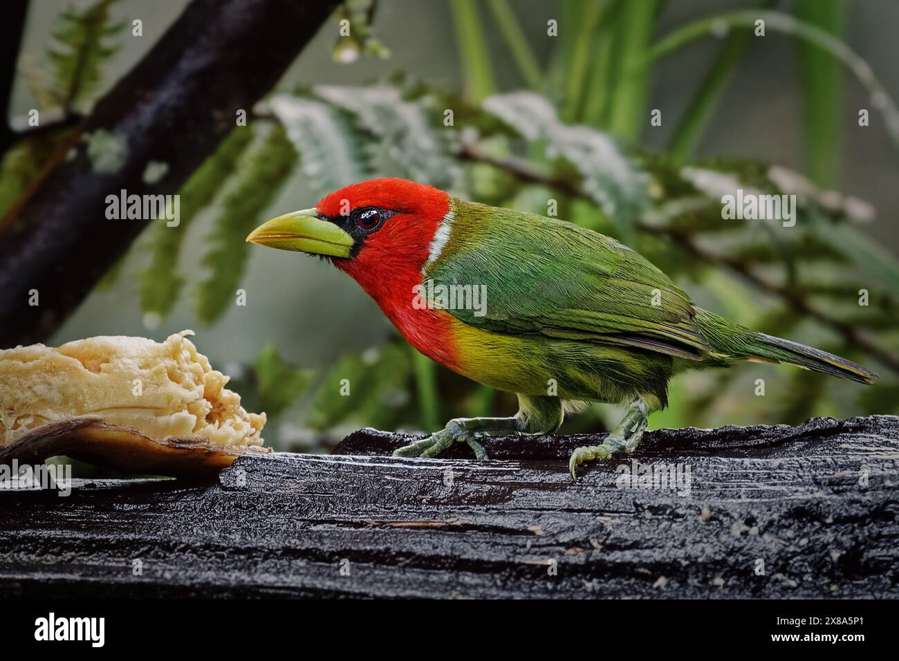 Rothaarige Barbet - Eubucco bourcierii: Ein lebendiges Vogeljuwel der Capitonidae-Familie, das in den feuchten Wäldern der Highlands gedeiht. Lebt in den Bergen Stockfoto