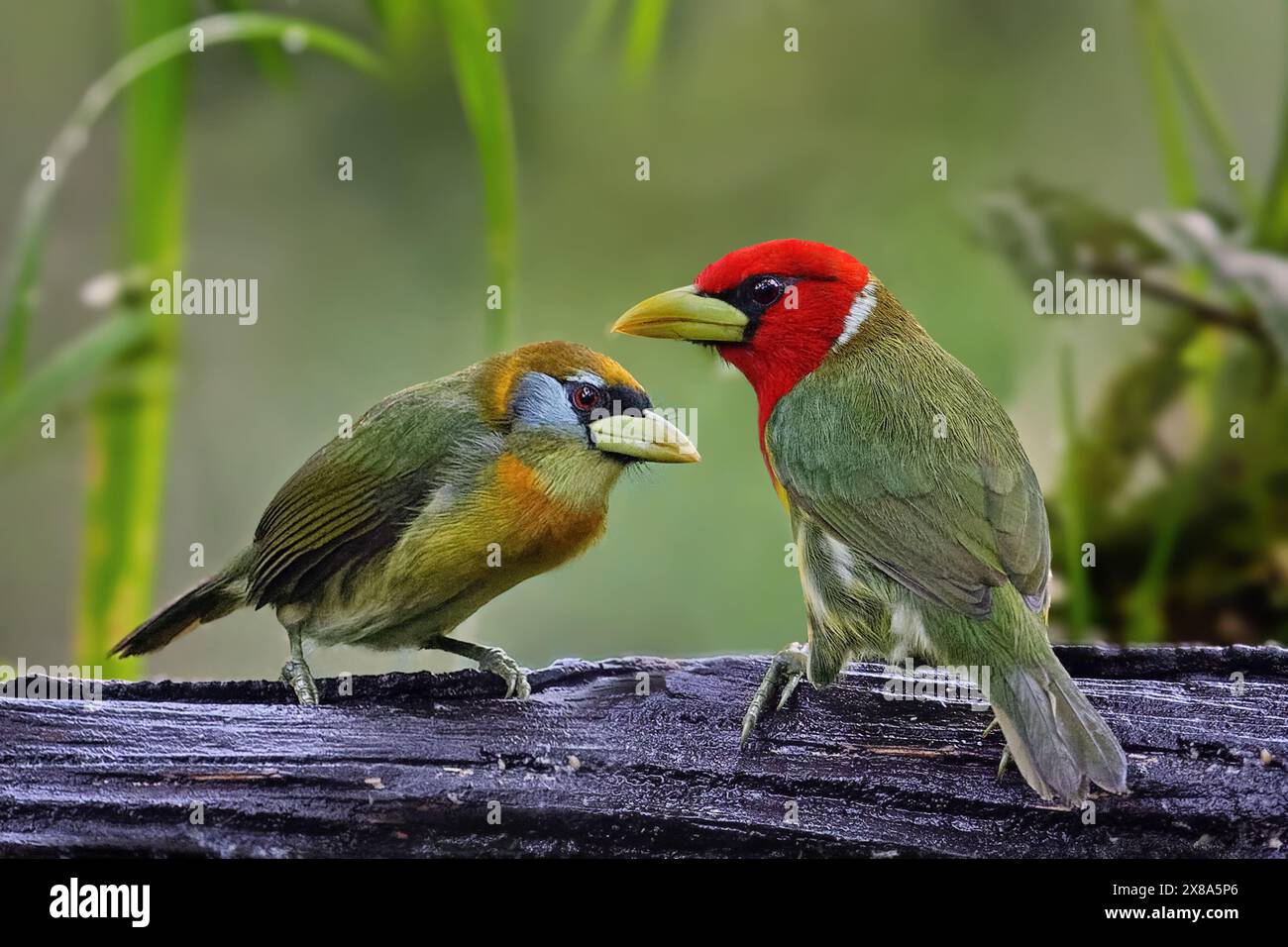 Rothaarige Barbet - Eubucco bourcierii: Ein lebendiges Vogeljuwel der Capitonidae-Familie, das in den feuchten Wäldern der Highlands gedeiht. Männlich und weiblich sitzend Stockfoto