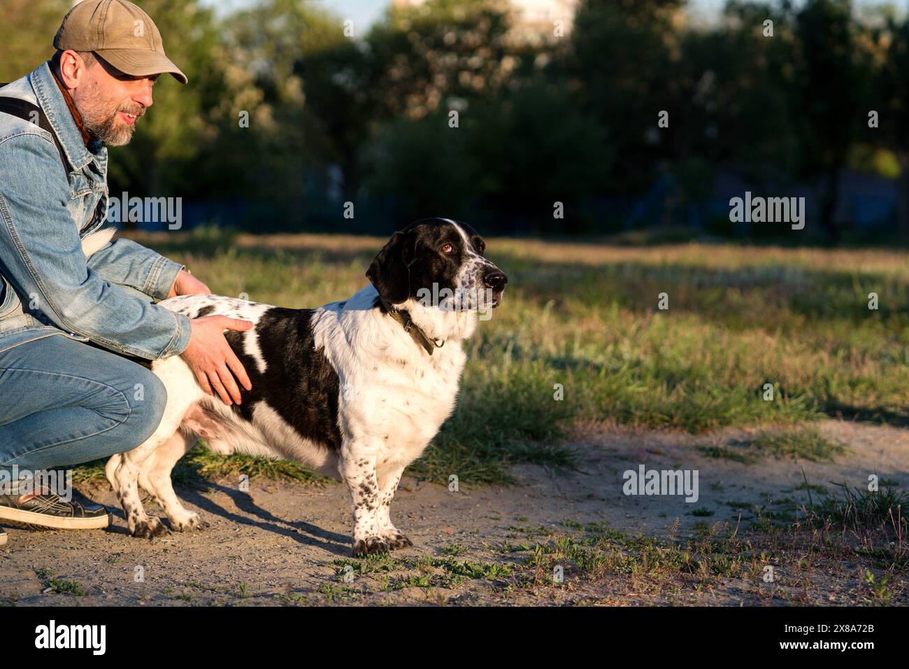 Ein Hundefreund streichelt sanft einen Basset-Hund auf einem sonnigen Feld. Stockfoto