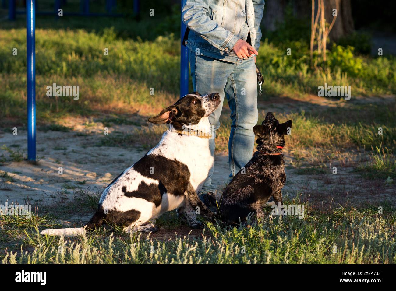 Mann draußen mit zwei Hunden während eines Trainings. Gehen Sie mit dem Hund. Stockfoto