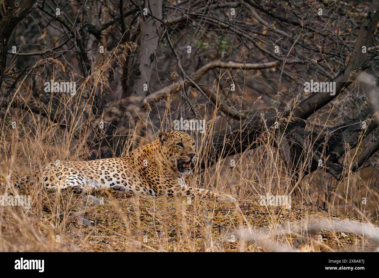 Indischer Leopard (Panthera pardus fusca) erwachsener männlicher Mann in Jhalana Leopard Reserve, Stockfoto