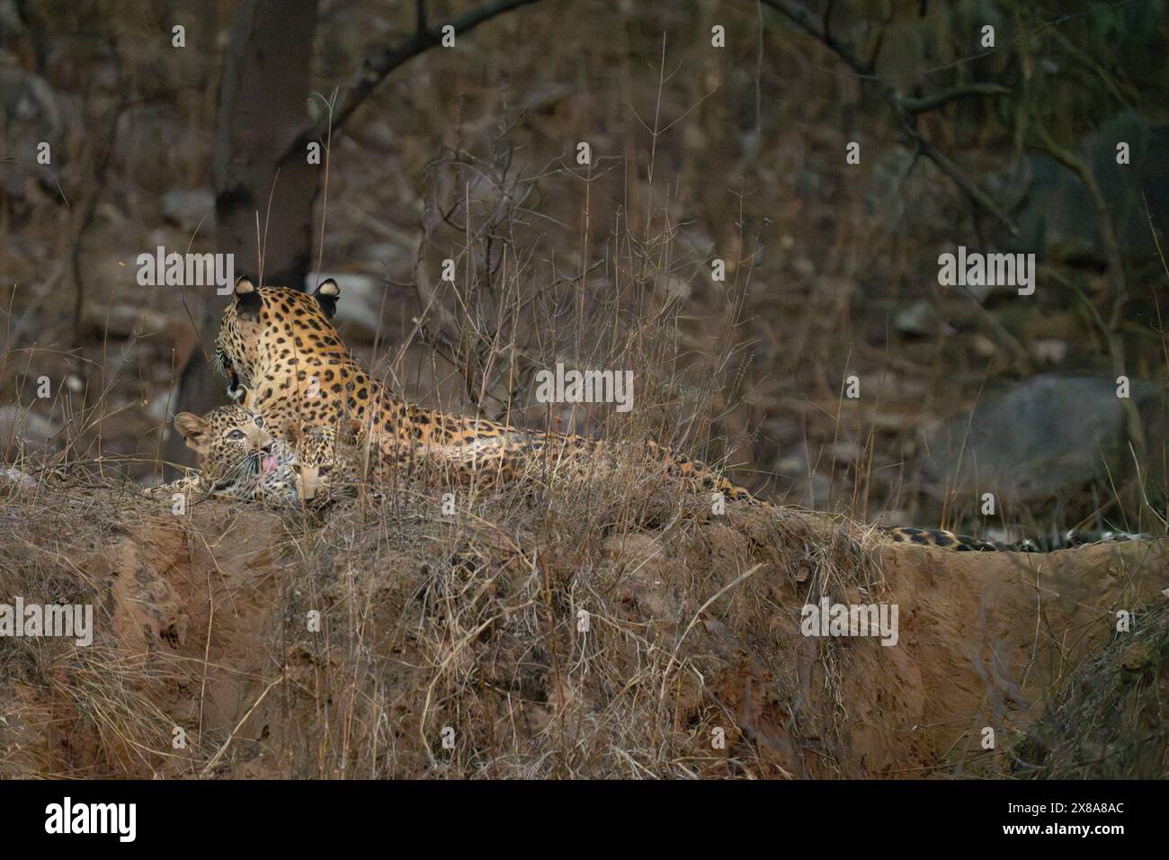 Indische Leoparden (Panthera pardus fusca) Mutter und Junge im Jhalana Leopardenreservat, Stockfoto