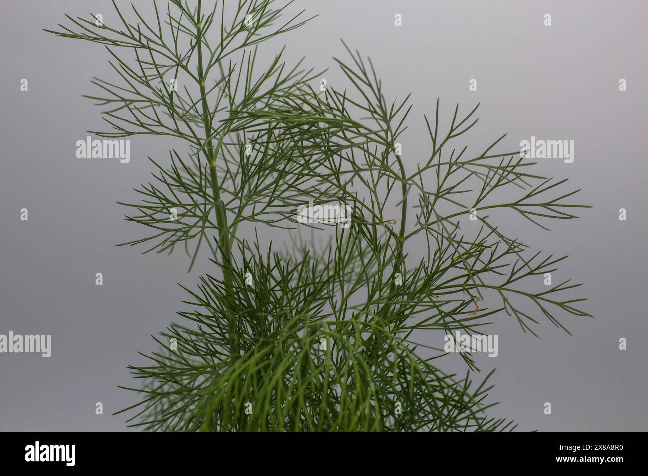 Dill ist ein jährliches Kraut aus der Sellerie-Familie. Sie ist in Nordafrika, dem Iran und der Arabischen Halbinsel beheimatet; sie wird in Eurasien weit verbreitet angebaut. Stockfoto