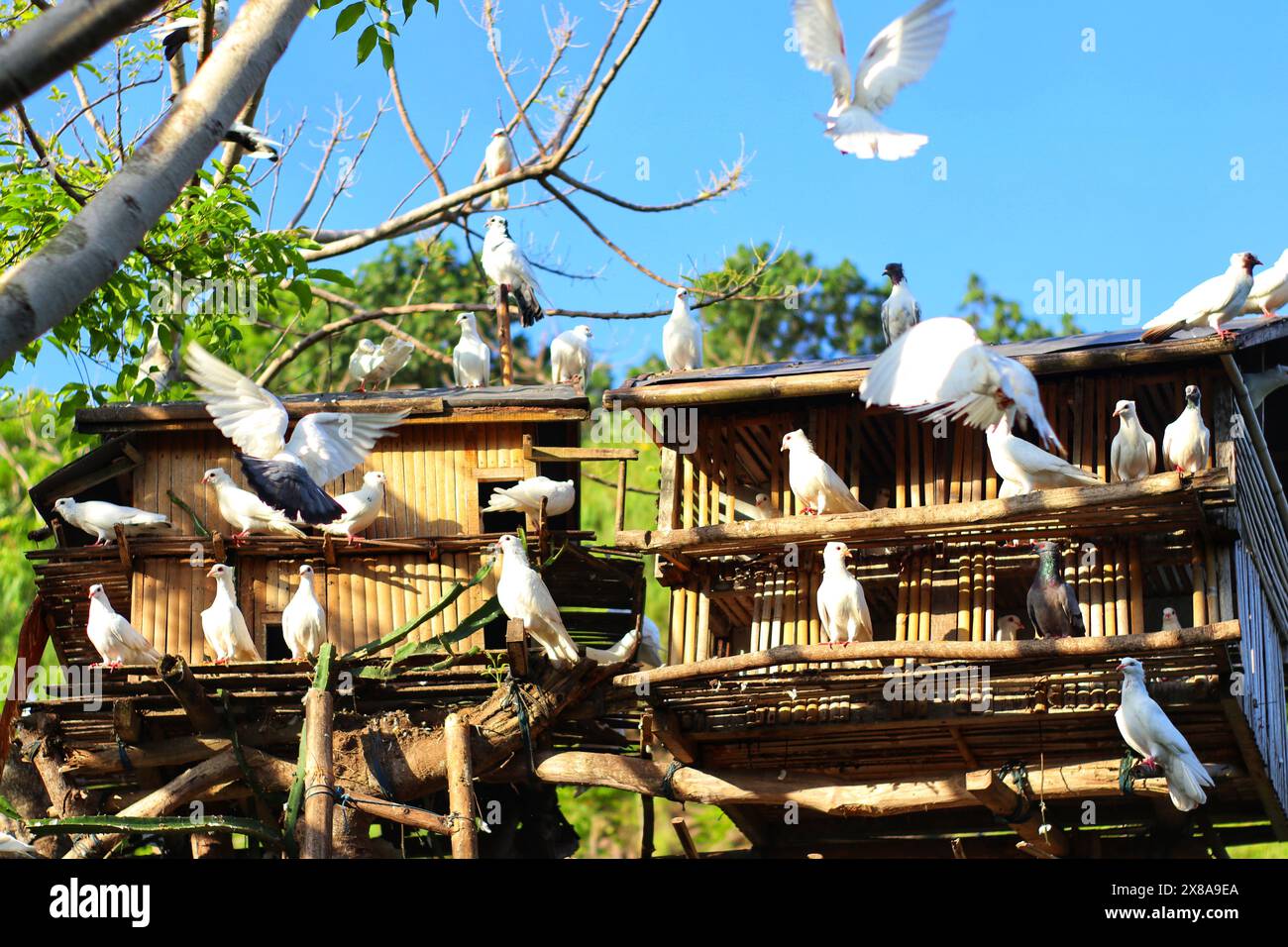 Weiße Tauben sammeln sich in einem Käfig auf einem Baum in einem Naturpark Stockfoto
