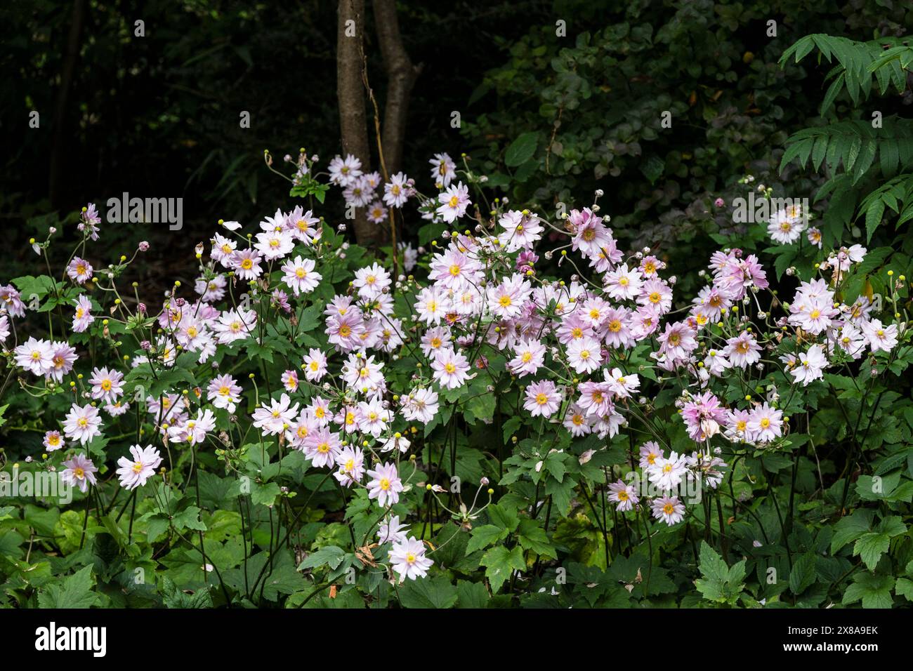 Eriocapitella hupehensis. Japanische Anemonen wachsen in einem Garten in Newquay in Cornwall, Großbritannien. Stockfoto