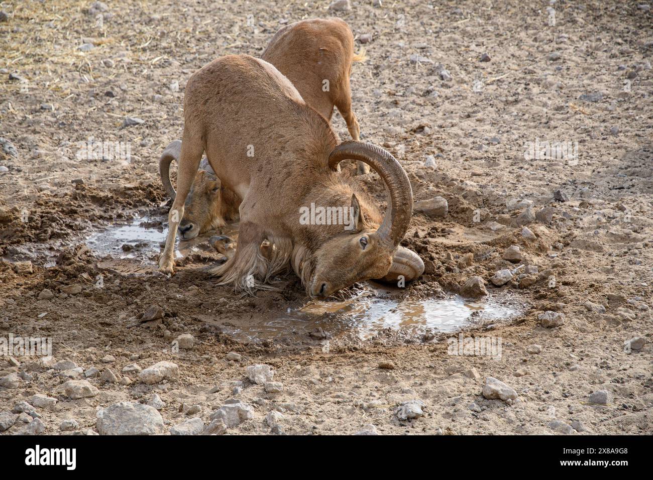 Ein Berberschafe verbeugt sich anmutig, um Wasser aus einer knappen Quelle in seiner trockenen Umgebung zu schlürfen und zeigt die Widerstandsfähigkeit der Tierwelt. Stockfoto