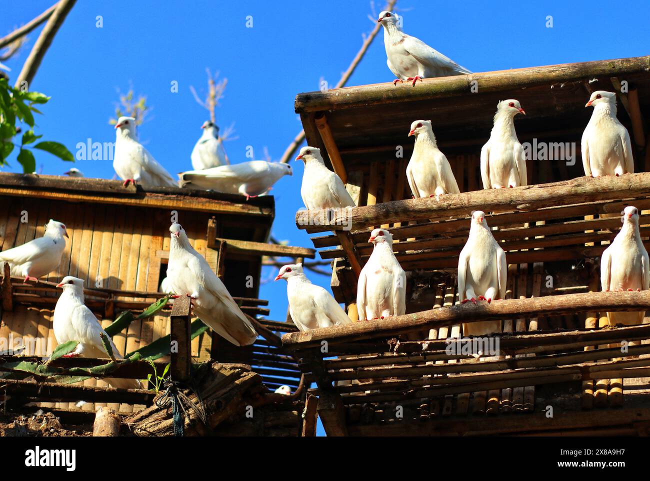 Weiße Tauben sammeln sich in einem Käfig auf einem Baum in einem Naturpark Stockfoto