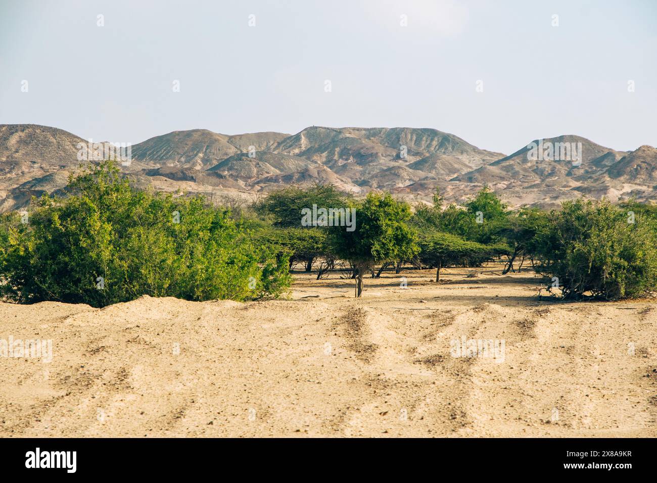 Ein Blick auf die Beharrlichkeit des Lebens inmitten der kargen Umarmung der Wüste. Stockfoto