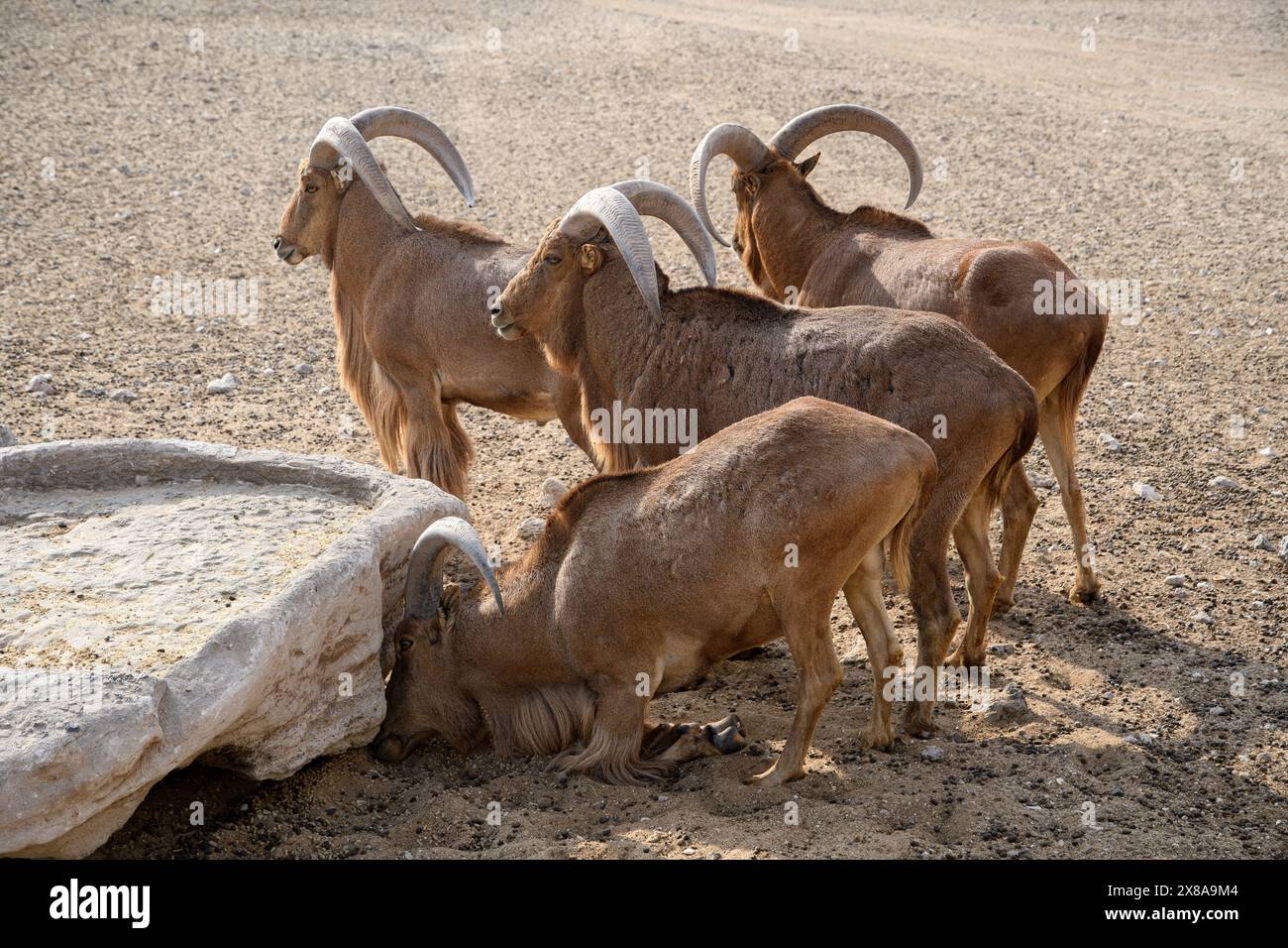 Eine Herde von Berberschafen hydriert in einer Wüstenoase und zeigt ihre Widerstandsfähigkeit in trockenen Landschaften. Stockfoto