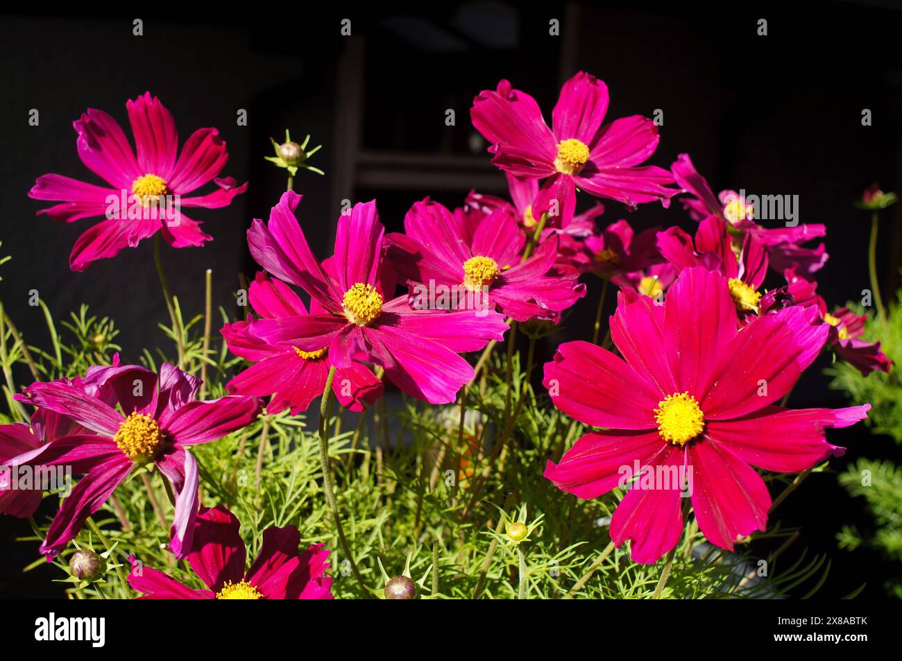Mexikanischer Aster (Cosmos bipinnatus) blüht im Sommer in einem Blumenbeet auf dunklem Hintergrund Stockfoto