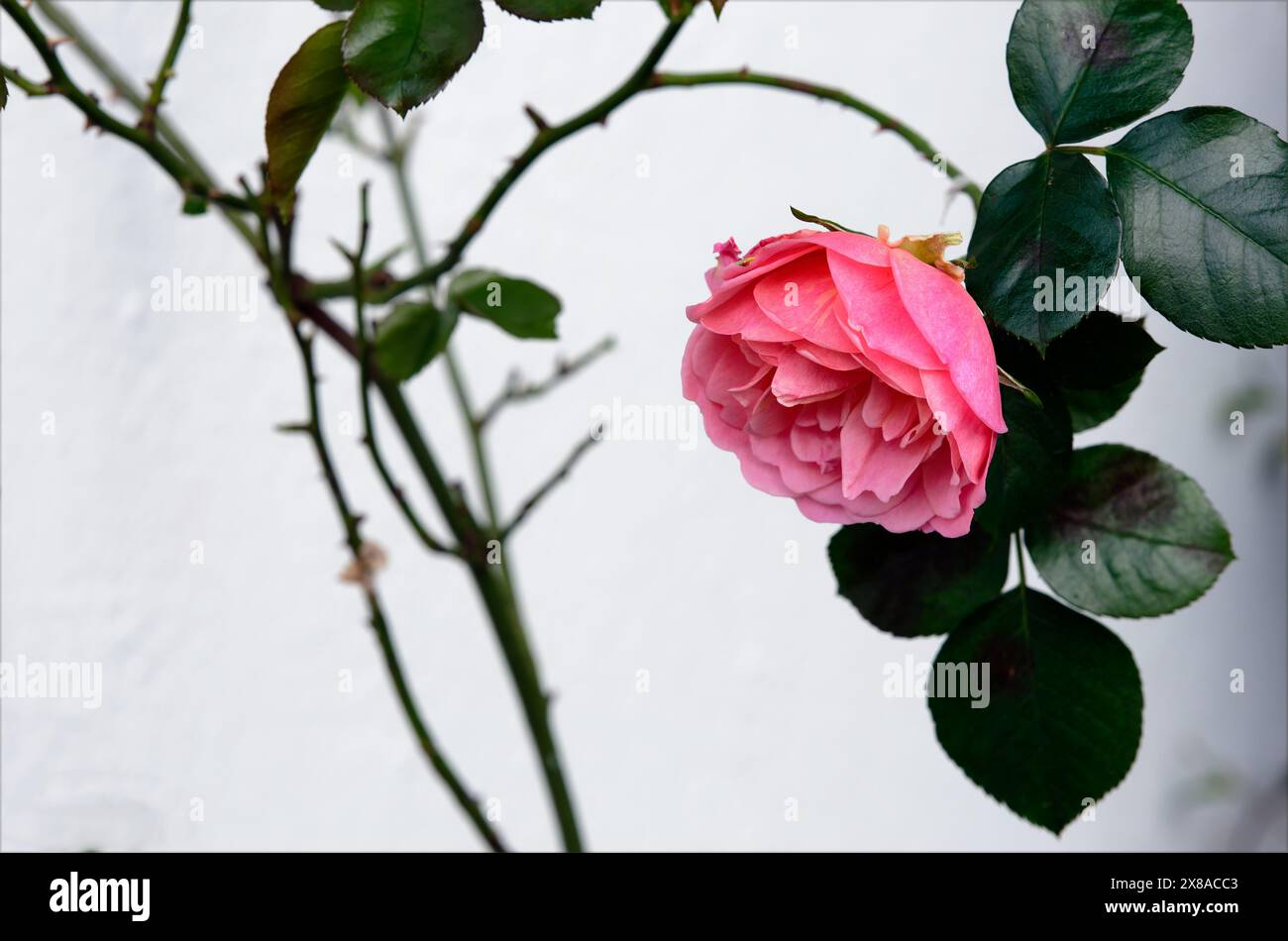 Rose mit Dornstielen an einer weißen Wand bedrucken Stockfoto