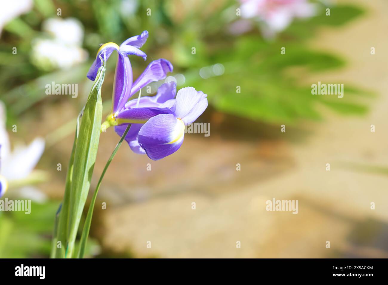 Spanische Iris (Iris xiphium) blüht im Garten. Stockfoto
