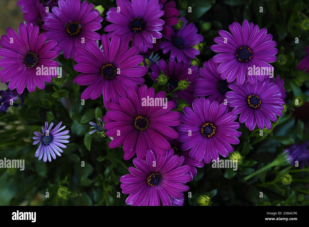 Lila Dimorphotheca ecklonis im Garten Stockfoto