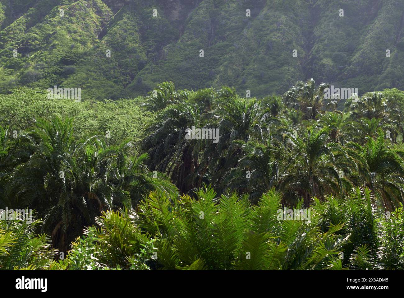 Koko Botanical Gardens, Hawaii Stockfoto