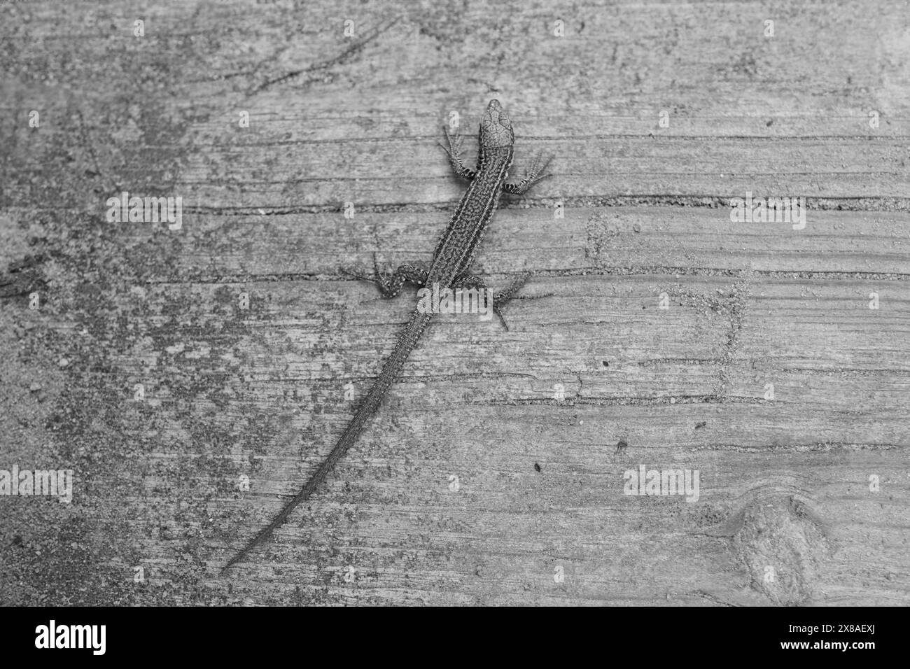 Sandechse (Lacerta agilis) auf einem Holzbrett am Camino del Norte, Küstenweg, Jakobsweg, Jakobsweg, Baskenland, Spai Stockfoto