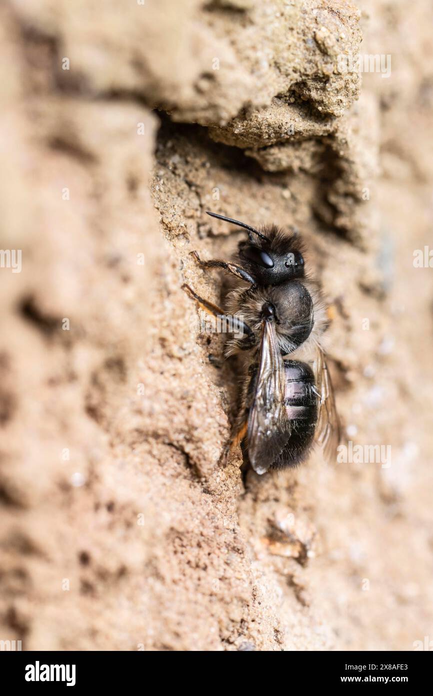 Schwarzbiene (Lasioglossum calceatum), Emsland, Niedersachsen, Deutschland, Europa Stockfoto