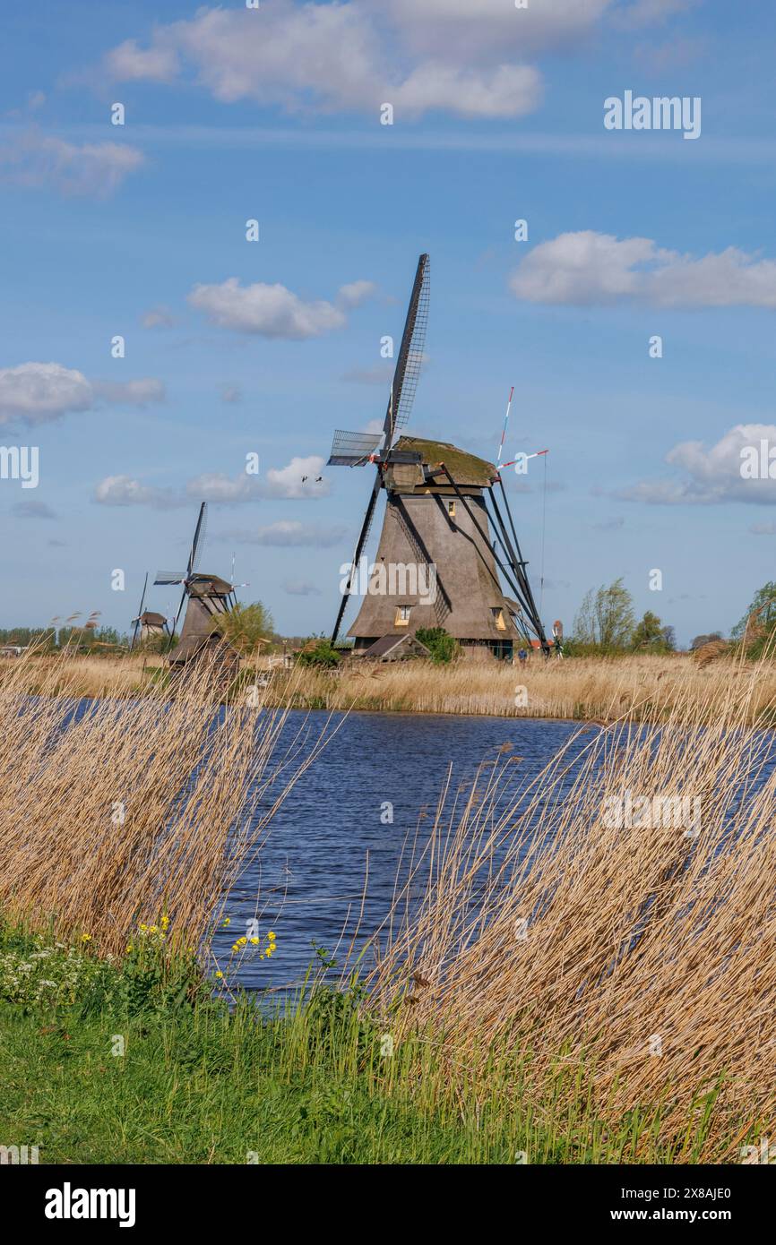 Eine Windmühle am Ufer eines Flusses mit hohem Schilf im Vordergrund unter blauem Himmel, alte Windmühlen auf einem Fluss in den Niederlanden mitten im WID Stockfoto
