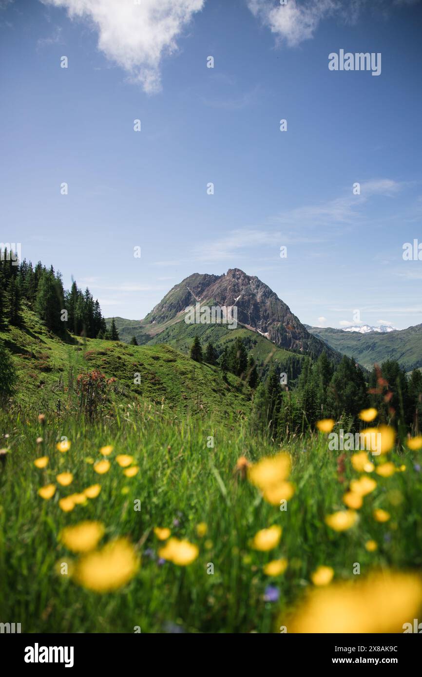 Farbenfrohe Bergwiese mit dem Gipfel GroÃŸer Rettenstein in den österreichischen Alpen Stockfoto
