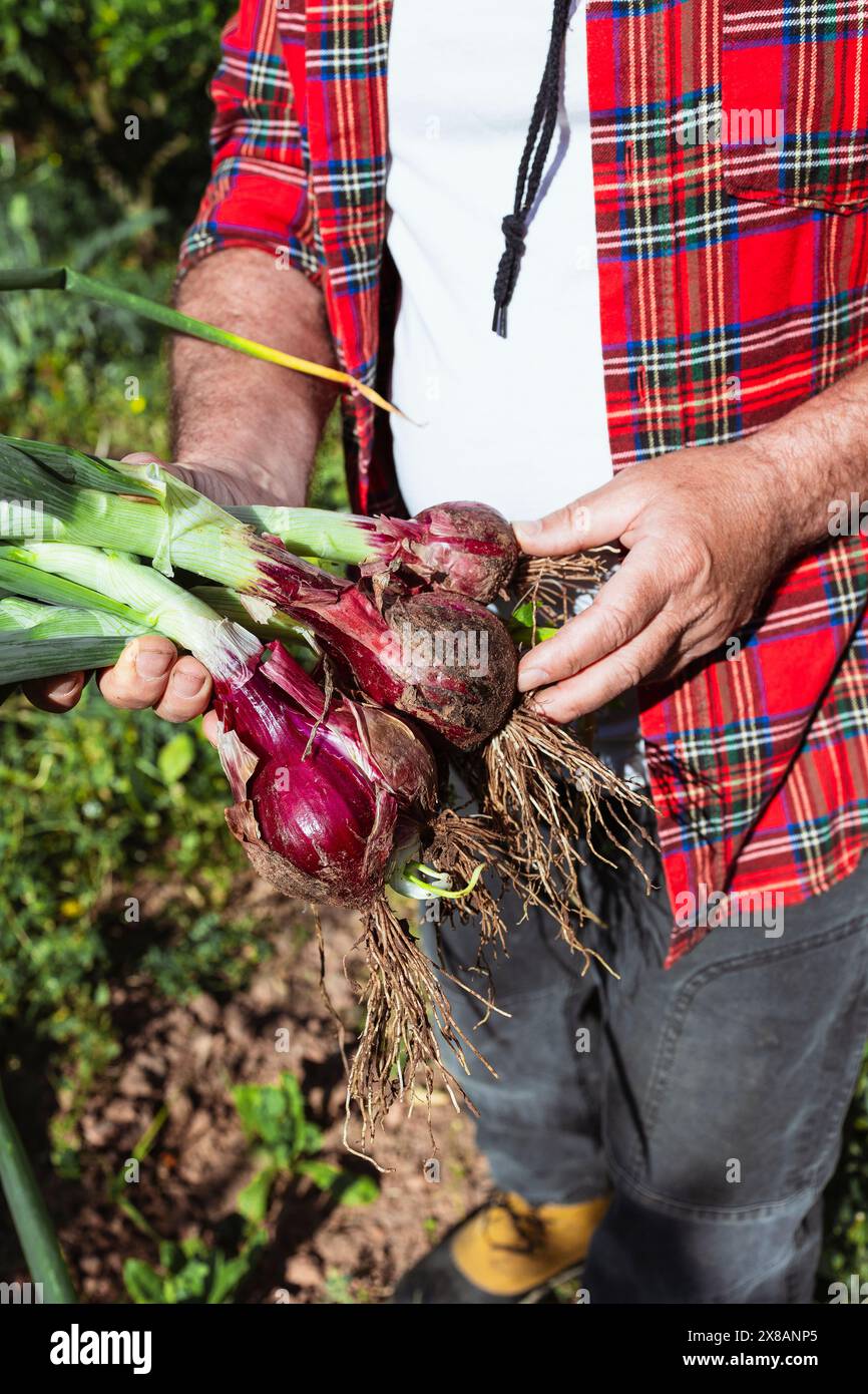 Ein Landwirt, der frisch geerntete rote Zwiebeln auf dem Feld hält Stockfoto