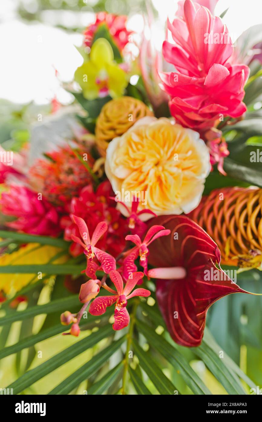 Tropische farbenfrohe Blumendekoration mit Protea, Orchideen und mehr Stockfoto