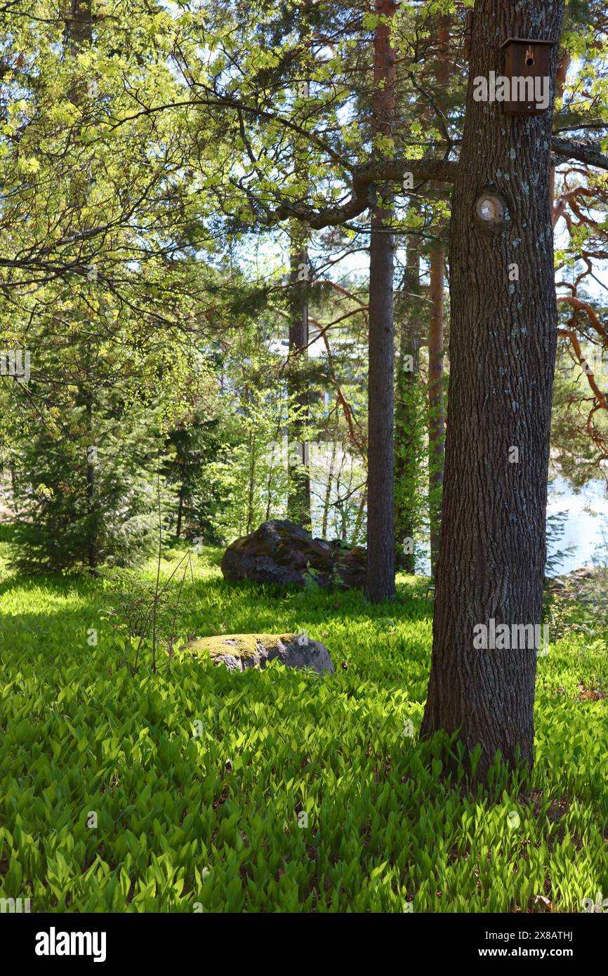 Bäume am Meer in Kuusisaari, Helsinki, Finnland Stockfoto