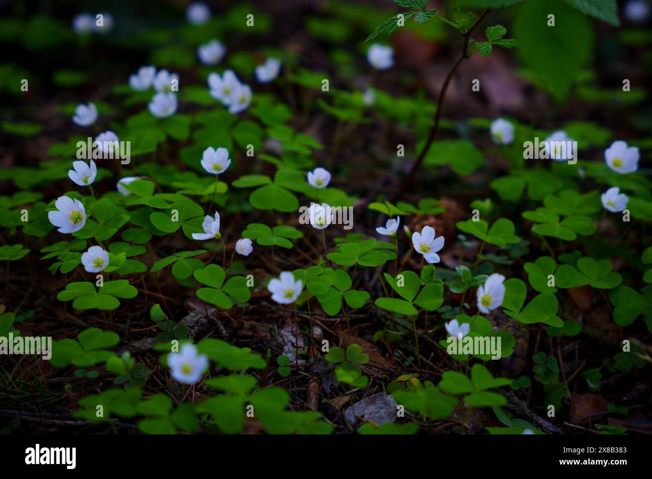 Ein düsteres Kontrastbild eines Klees in einem Frühlingswald. Hochwertige Fotos Stockfoto