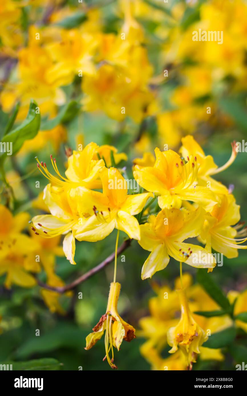 Rosafarbene Blüten des sibirischen Rhododendron-Kopierraums. Stockfoto
