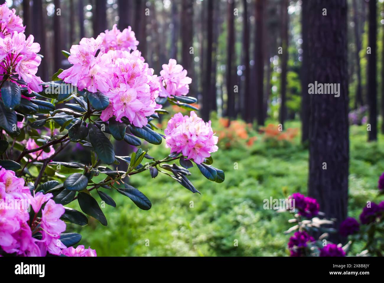 Rosafarbene Blüten des sibirischen Rhododendron-Kopierraums. Stockfoto