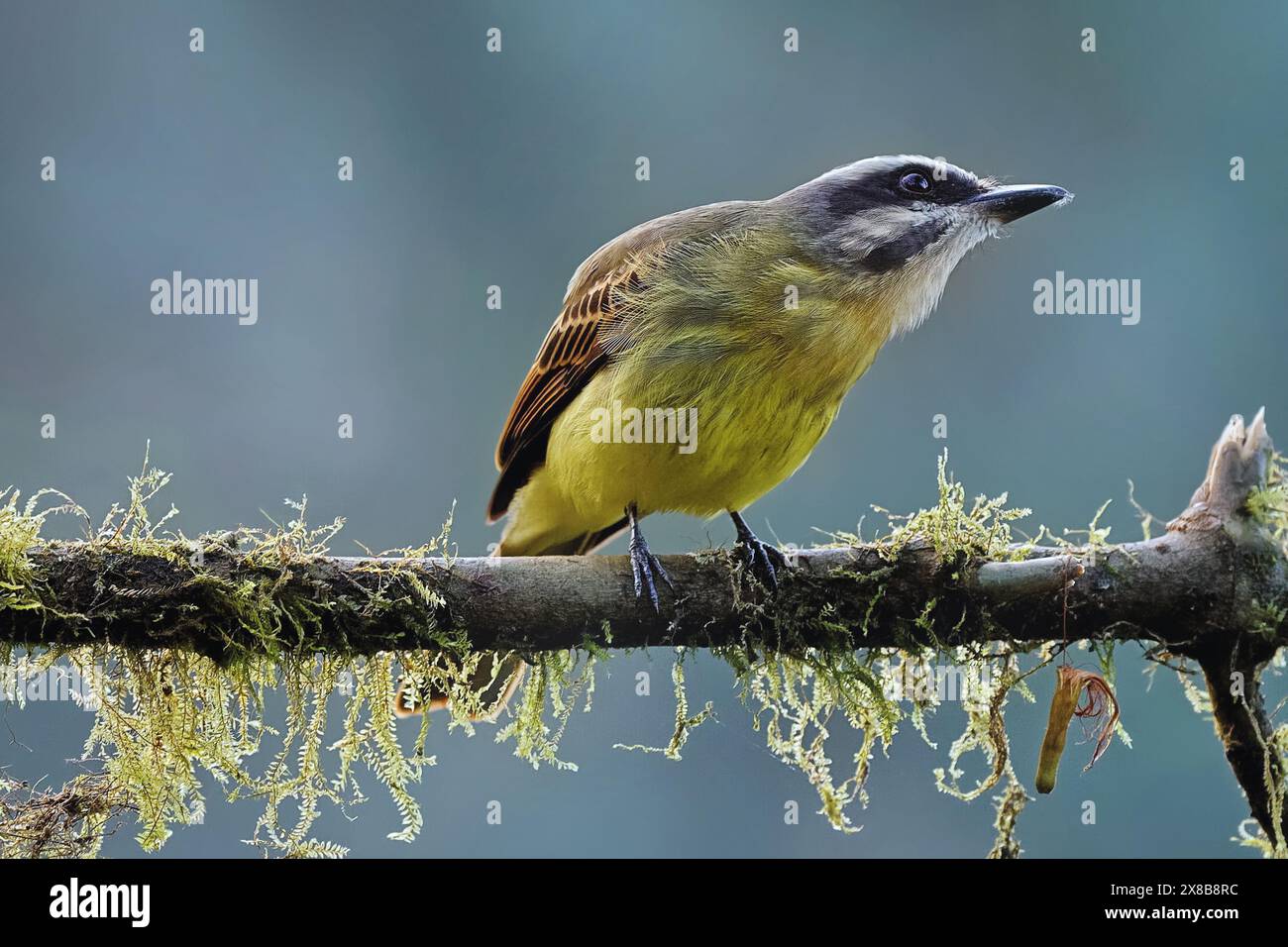 Goldener Fliegenfänger (Myiodynastes chrysocephalus) Ecuador. Der kleine singvogel lebt in Bergen von Panama bis Nordargentinien. Stockfoto