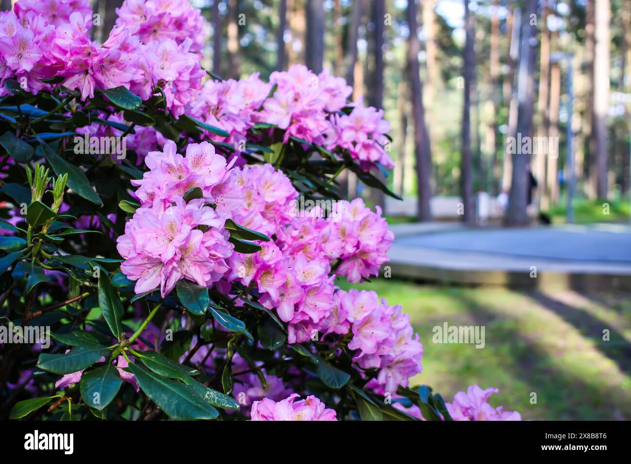 Rosafarbene Blüten des sibirischen Rhododendron-Kopierraums. Stockfoto