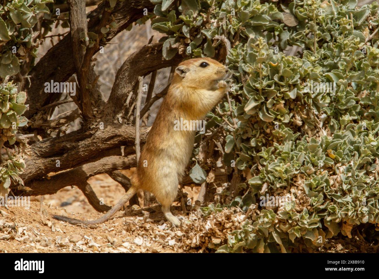 Fette Sandratte (Psammomys obesus) Stockfoto