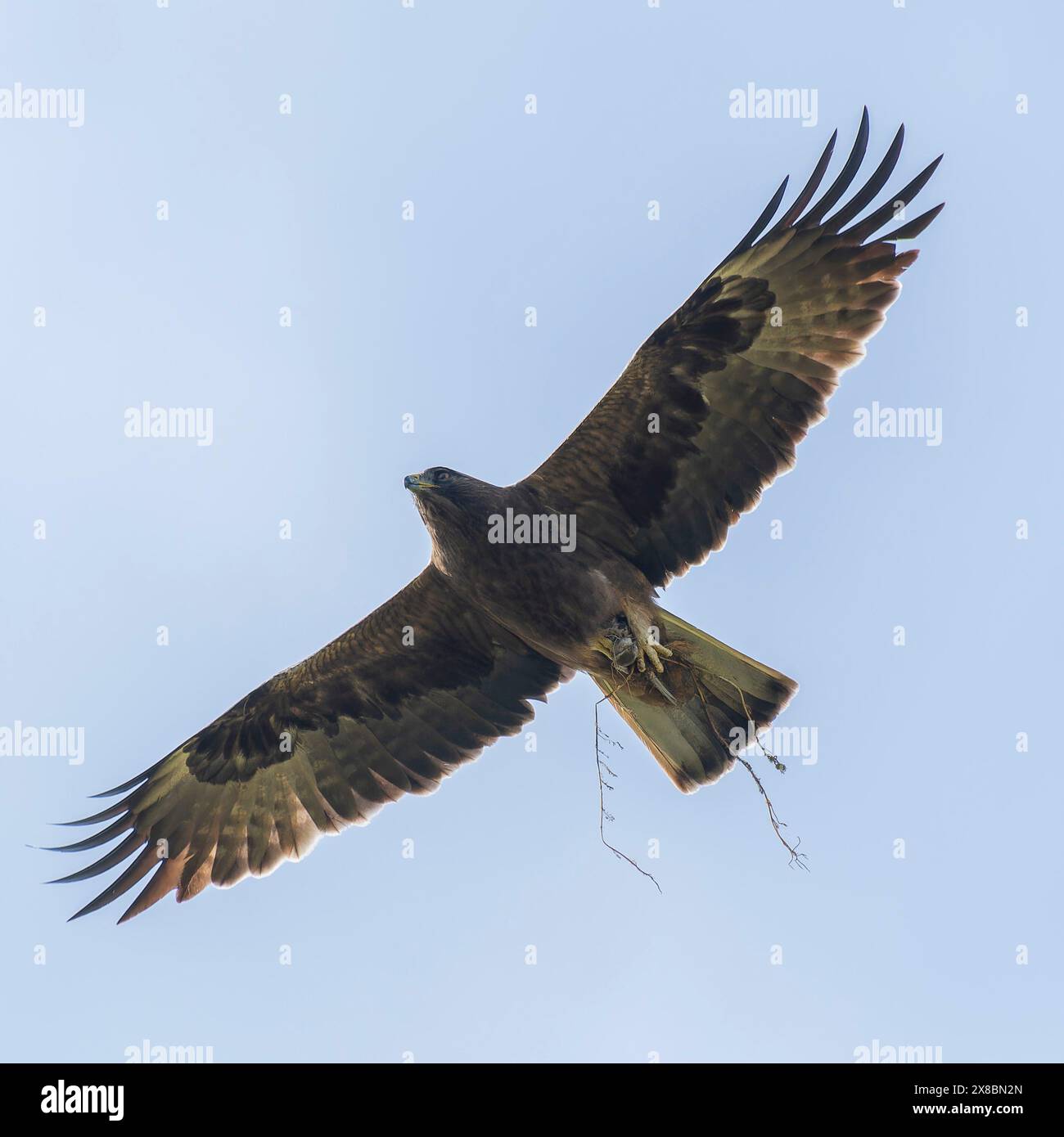 Zwergadler Stockfoto