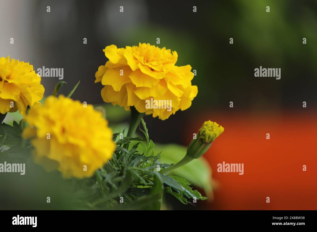 Gelbe Blumen im Garten Stockfoto