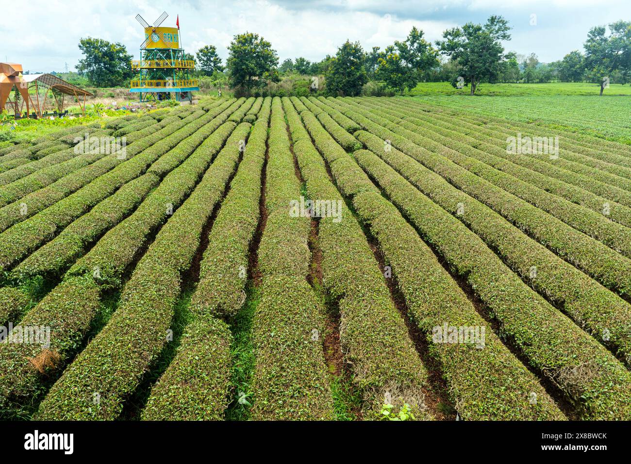 Teeplantage in der vietnamesischen Provinz Gia Lai, Stockfoto