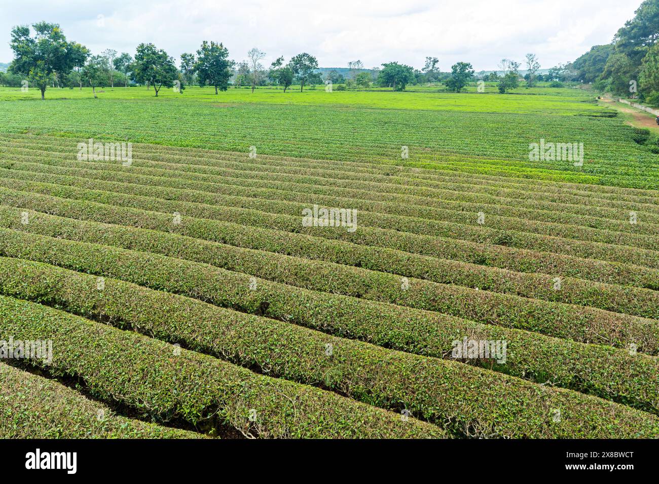 Teeplantage in der vietnamesischen Provinz Gia Lai, Stockfoto