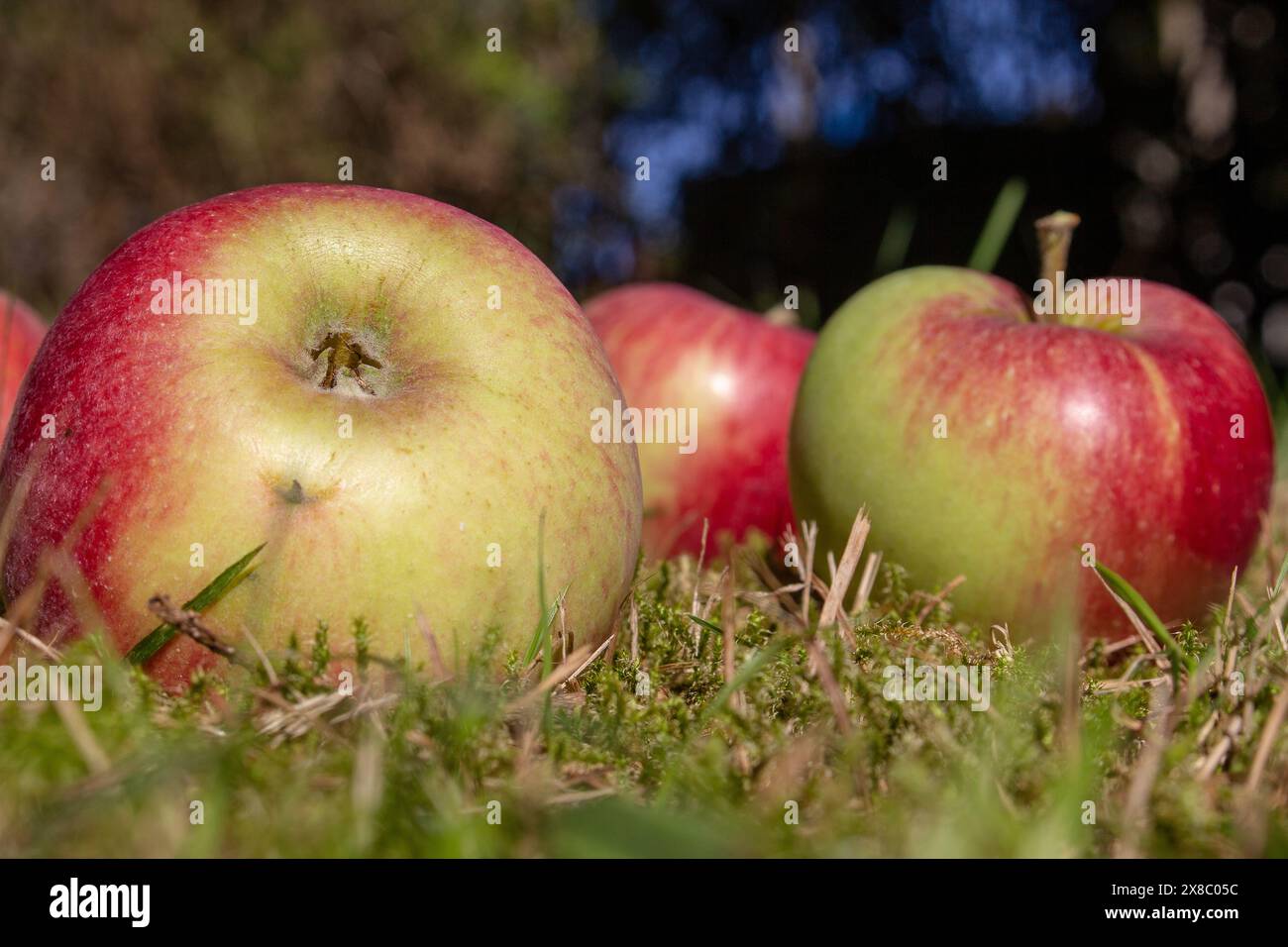 Rot-gelbe, saftige, appetitliche, köstliche und köstliche Bio-Äpfel. Sie schmecken nicht nur gut und lecker, sie sind auch sehr gesund. Stockfoto