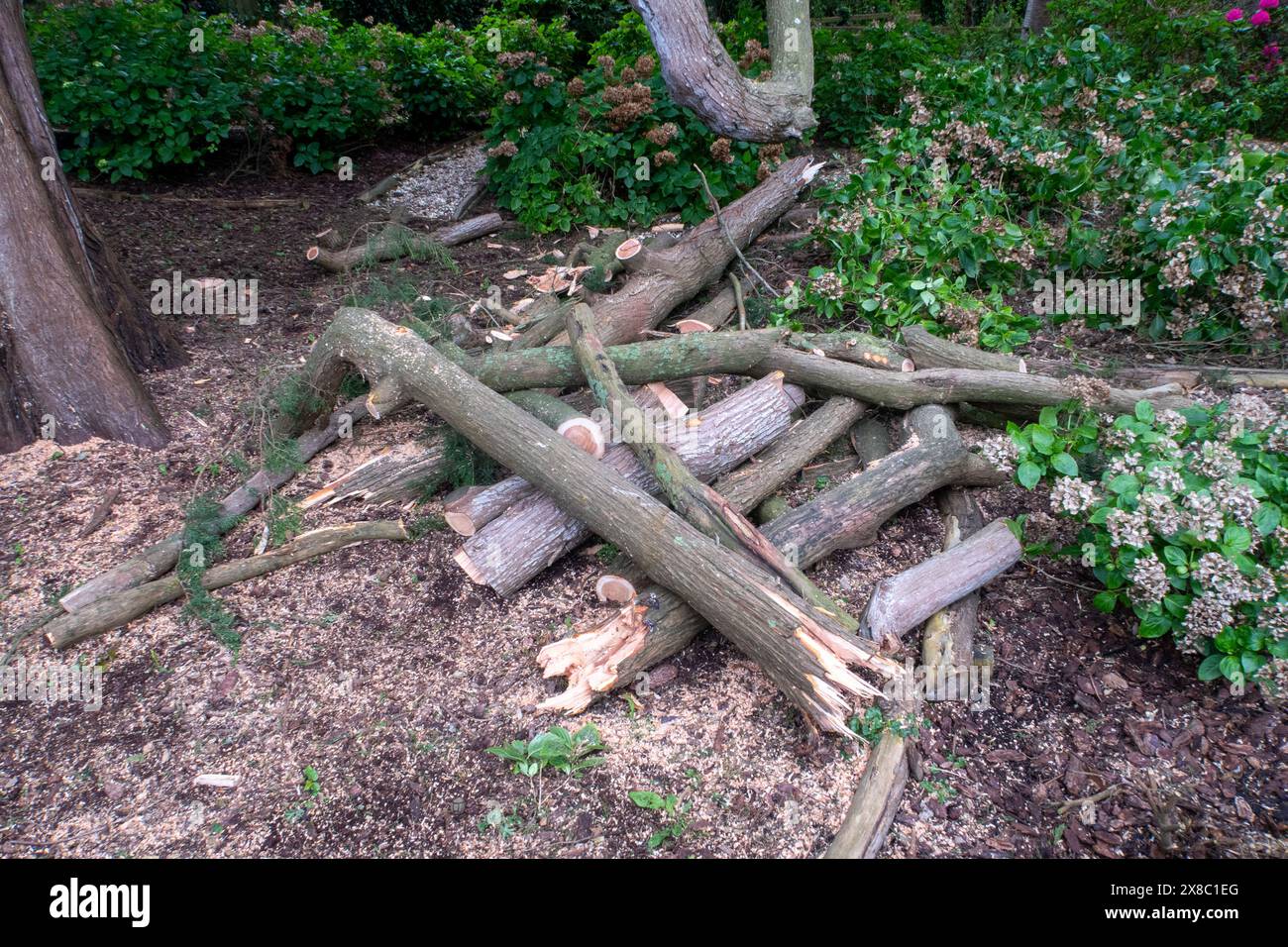 Ich habe Zweige an einem riesigen Monterey-Zypernbaum in einem Devon-Garten gerissen. Durch das starke Wachstum an den Ästen sind sie empfindlich und leicht zu brechen. Stockfoto