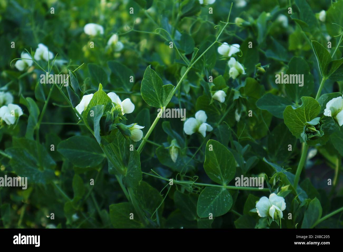 Grüne Erbsenpflanze blüht und wächst auf dem Feld oder im Garten. Frische Bohnen und Gemüse Stockfoto