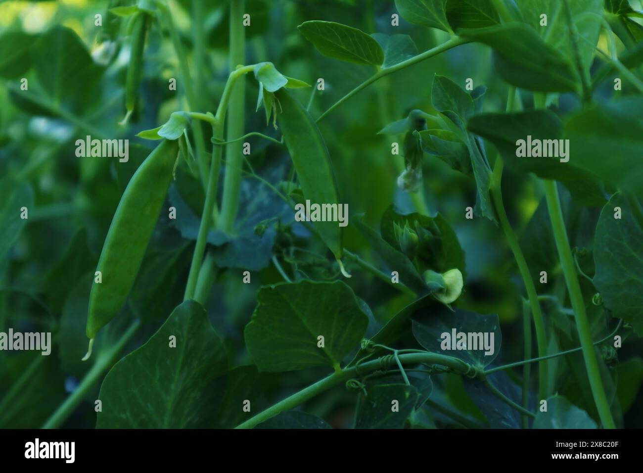 Grüne Erbsenpflanze blüht und wächst auf dem Feld oder im Garten. Frische Bohnen und Gemüse Stockfoto