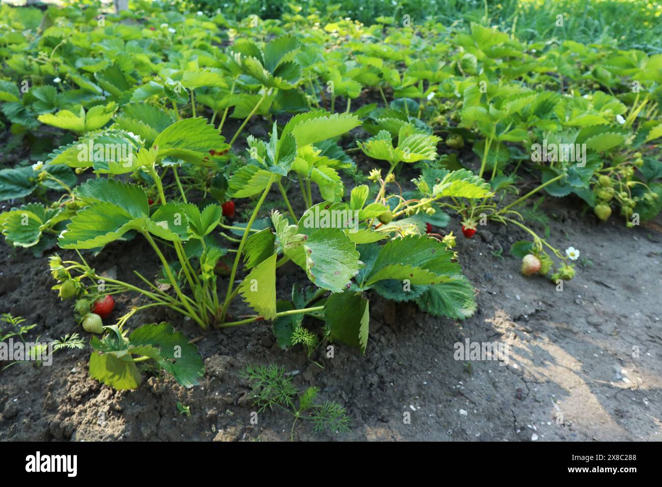 Grüne Erdbeerpflanze und Büsche. Frisch, unreif und biologisch Stockfoto