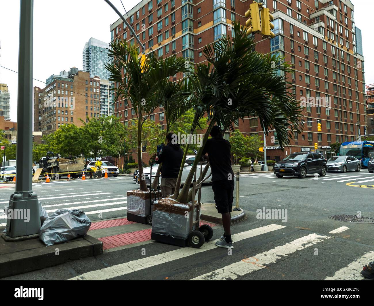 Am Freitag, den 17. Mai 2024, warten Arbeiter auf die Ninth Avenue, um Palmen im Stadtteil Hell’s Kitchen in New York zu liefern. (© Richard B. Levine) Stockfoto