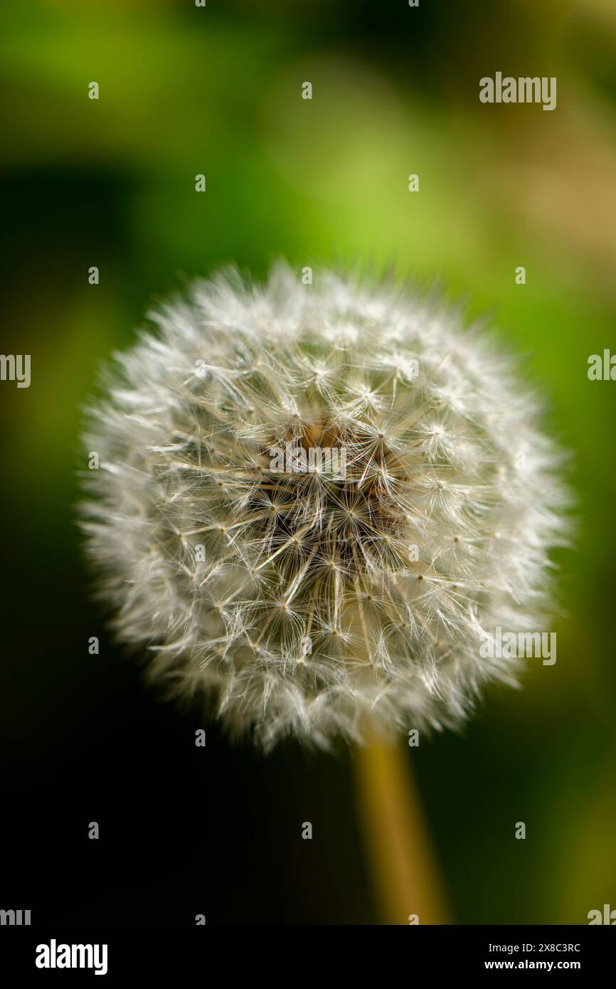 Löwenzahn-„Uhr“-Samenkopf Nahaufnahme (ziemlich silbrig weiß weich, zart, kugelförmige Kugel aus Samen, Bokeh-Effekt) - Yorkshire, England, Großbritannien. Stockfoto