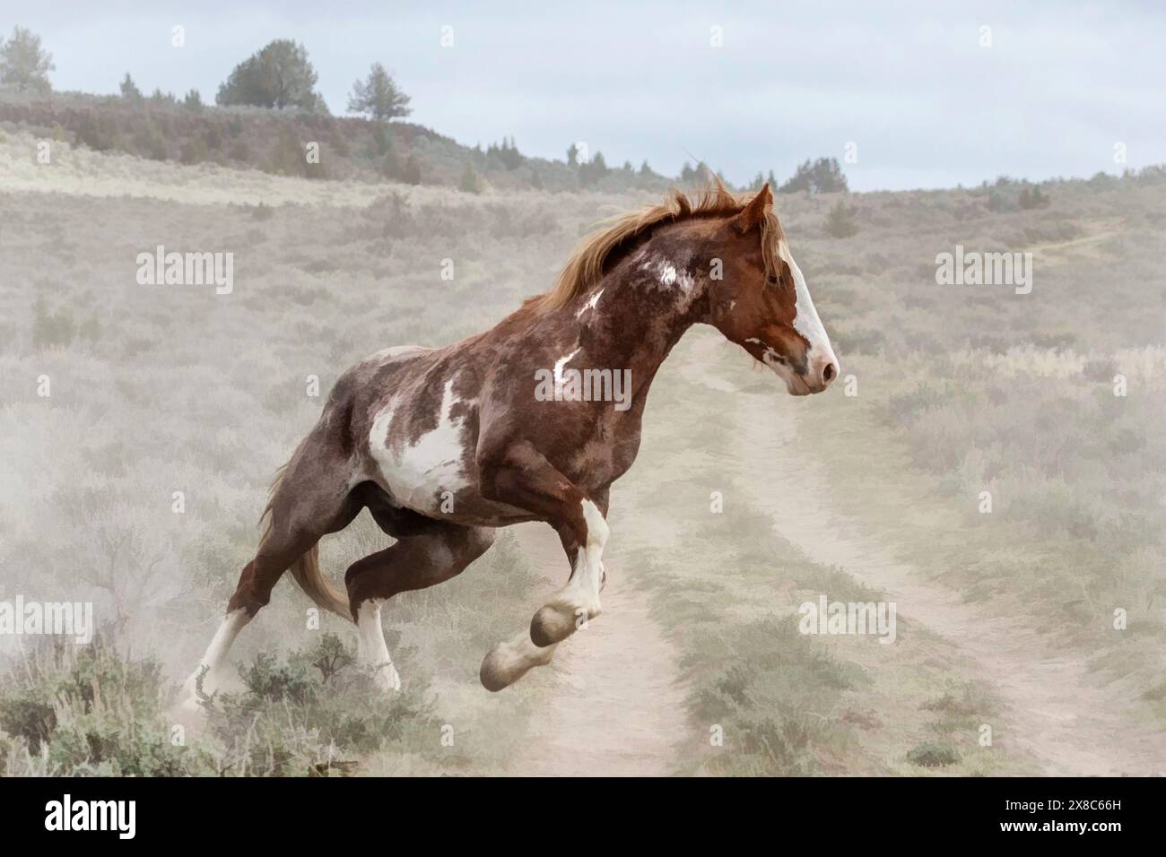 Die Steens Mountain Wildpferde können von Pinto über Buchsleder, Sauerampfer, Bucht, Palomino, Graubraun und Schwarz reichen. Stockfoto
